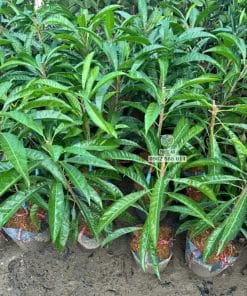 Lô cây giống lê ki ma Thái bộ lá xanh khỏe dày dặn tại Cây Giống Phúc An