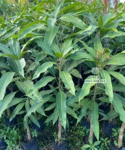 Cây giống xoài Thái tán lá xanh tốt phát triển đều tại vườn Phúc An