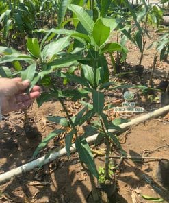 Cây giống xoài Thái ra đọt non xanh mướt phát triển tốt tại vườn Phúc An
