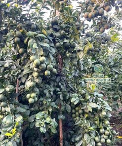 Giống chanh tàu chùm thế hệ mới trái sai trĩu cành