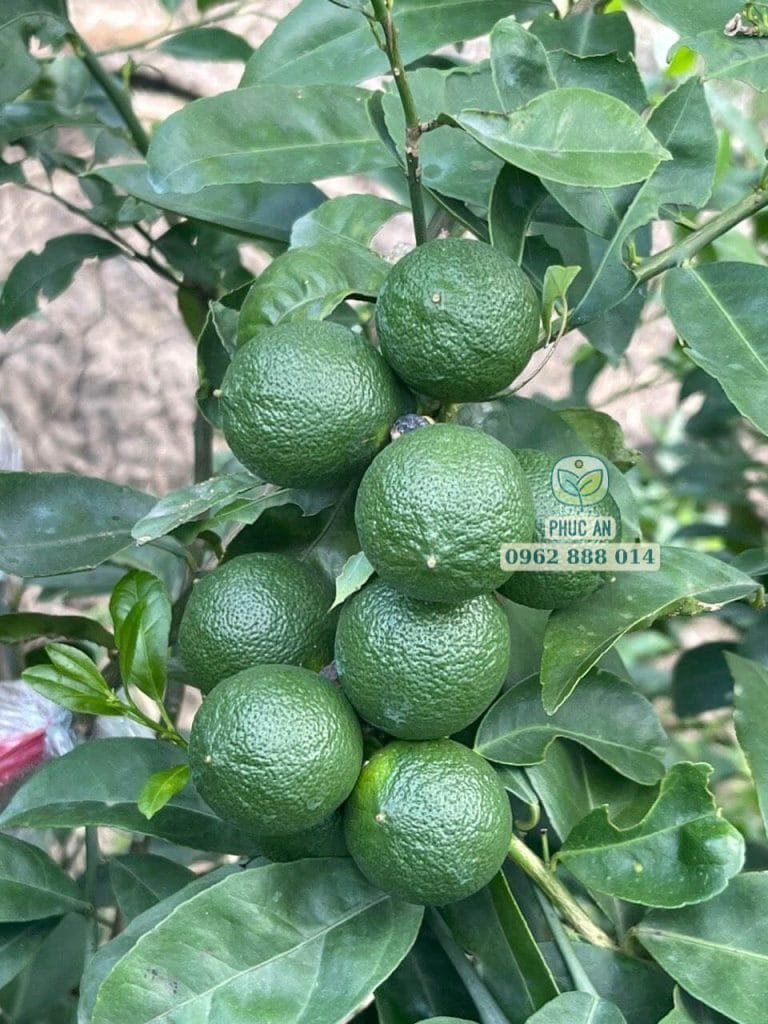 Chanh tàu chùm thế hệ mới mọc thành chùm rất bắt mắt