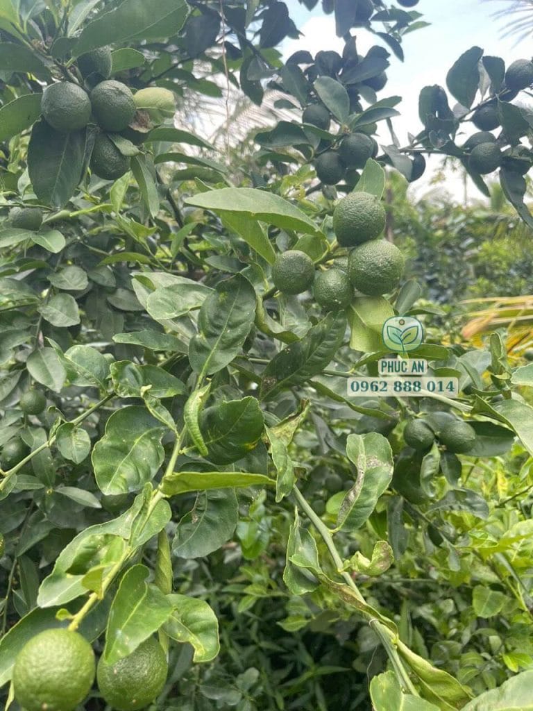Cây chanh tàu chùm thế hệ mới