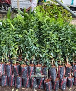 Lô cây giống chanh tàu chùm thế hệ mới Phúc An giao cho khách