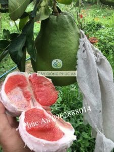 Trái bưởi ruby ruột đỏ đạt