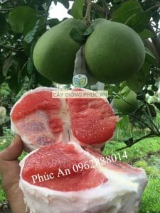 Trái bưởi ruby ruột đỏ