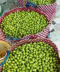 Thu hoạch cà na thái