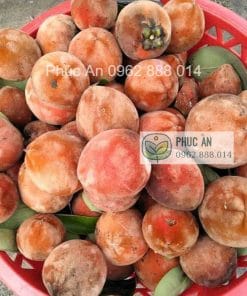 Thu hoạch trái Đào Hồng Nhung đạt năng suất và giá trị kinh tế cao Phúc An
