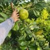 Cây hồng socola giống ghép nhanh cho trái tại Phúc An