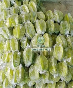 Thu hoạch quả khế chua tươi sạch tại vườn giống Phúc An