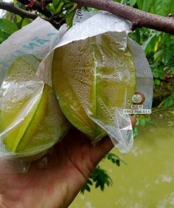 Trái ngọt từ cây giống khế ngọt tại Cây Giống Phúc An