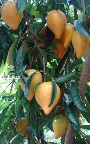 Chùm trái lê ki ma Thái sai trĩu cành tại vườn cây giống Phúc An