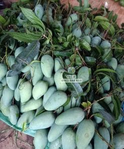 Niềm vui thu hoạch trái xoài Thái ngon năng suất cao cùng Phúc An