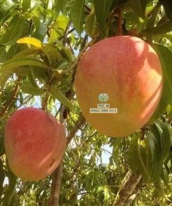 Trái ngọt từ cây giống xoài Úc tại Cây Giống Phúc An