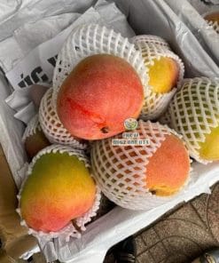 Thu hoạch lô trái xoài Úc già đạt độ chín ngon nhất Cây Giống Phúc An