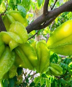 Cận cảnh chùm khế chua chín mọng giàu dinh dưỡng tại vườn Phúc An