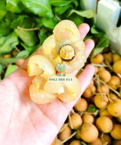 Cây giống thanh nhãn