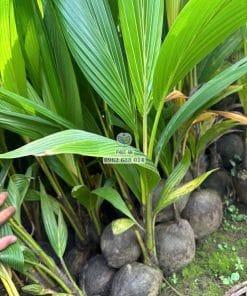 Cây giống dừa tam quan tại Phúc An