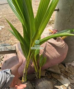 Cây giống dừa tam quan giao cho khách hàng