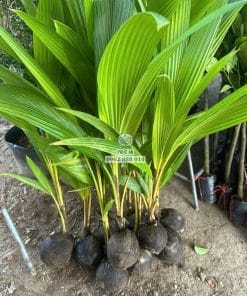 Cây giống dừa tam quan giao cho khách hàng