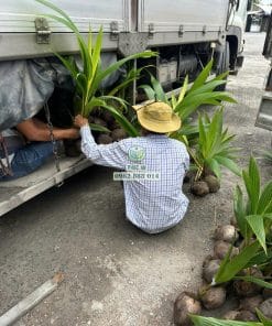 Cây giống dừa tam quan giao cho khách hàng