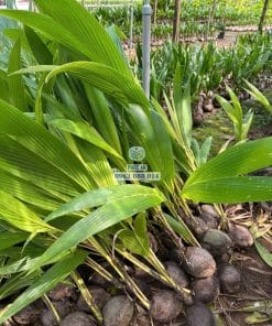 Cây giống dừa tam quan khỏe đẹp tươi tốt