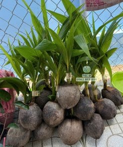 Cây giống dừa tam quan cung cấp cho khách