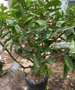 Cây Mận Xanh Đường Sóc Trăng Lớn