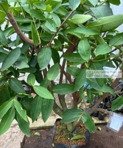 Cây Mận Xanh Đường Sóc Trăng Lớn