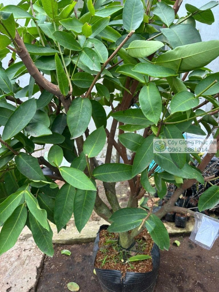 Cây Mận Xanh Đường Sóc Trăng Lớn