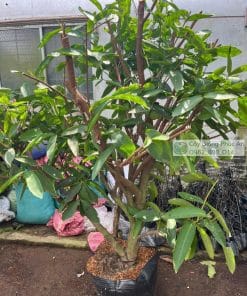 Cây Mận Xanh Đường Sóc Trăng Lớn