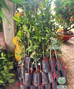 Lô cây giống Quýt Đường khỏe khoắn sức chống chịu cao cho trái tốt tại Phúc An