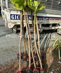 Cây giống sa kê tán lá xanh tốt phát triển đều tại vườn Phúc An