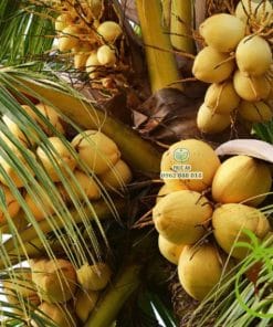 Cận cảnh cây dừa tam quan cho trái năng suất cao