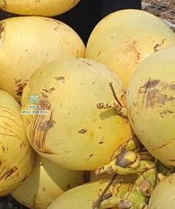 Trái dừa tam quan màu vàng tươi rói
