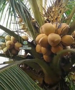 Cây dừa tam quan cho trái rất say