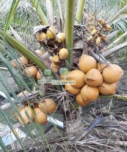 Hình ảnh các buồng trái dừa xiêm đỏ lùn to tròn phát triển đều trên cây