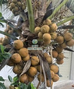 Buồng trái dừa xiêm đỏ lùn sai trĩu tại vườn cây giống Phúc An