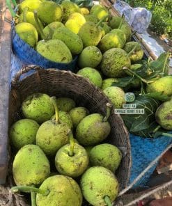 Nông dân thu hoạch trái sa kê to tròn đạt chuẩn Cây Giống Phúc An