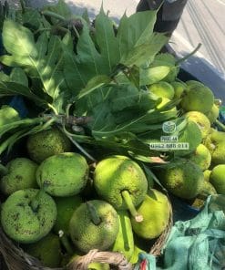 Nông dân thu hoạch trái sa kê to tròn đạt chuẩn Cây Giống Phúc An