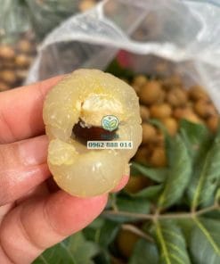 Bóc thử trái thanh nhãn ngon ngọt lịm vừa thu hoạch tại vườn Phúc An