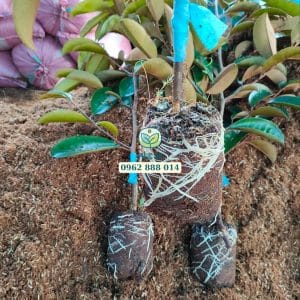 Chọn cây giống ăn trái tốt là bước nền tảng