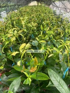 Cây giống trải qua quá trình dưỡng cây trước khi xuất vườn giao cho khách