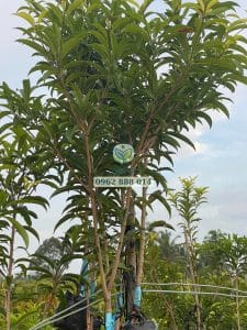 Cành ghép chọn cành khỏe đẹp (phương pháp ghép chui cành còn gọi là tháp cành)