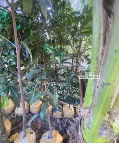 Cây giống đào hồng nhung cao 2 mét đến 2.4 mét thân gỗ tại Phúc An