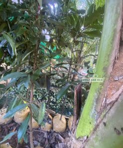Nhà vườn Phúc An sẵn hàng số lượng lớn cây đào hồng nhung cao từ 2m đến 2m4 tại Phúc An