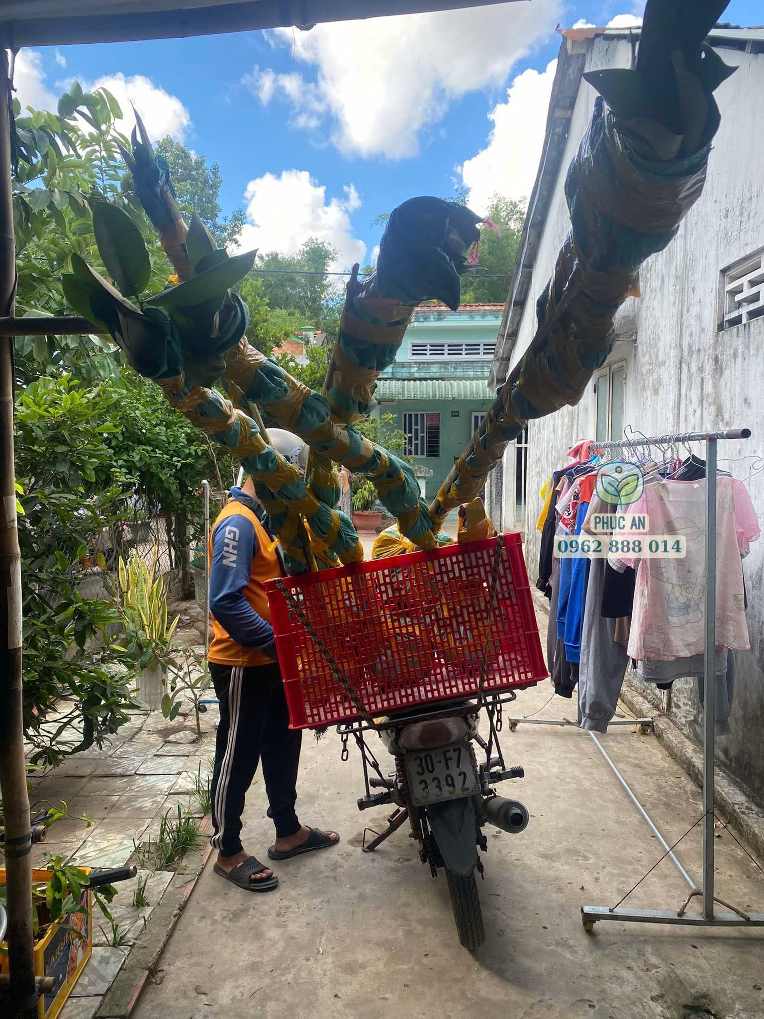Quá trình xếp cây đào hồng nhung cỡ lớn lên xe tải vận chuyển an toàn tại Phúc An