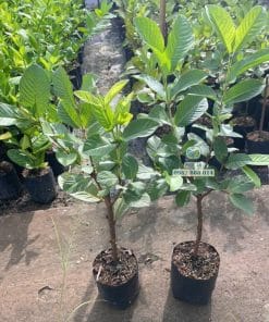 Cây giống ổi Nữ Hoàng lá xanh khỏe thích nghi tốt tại vườn ươm Phúc An