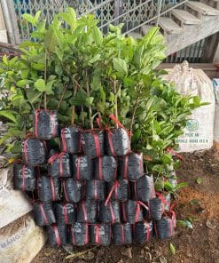 Lô cây giống ổi Nữ Hoàng sinh trưởng tốt bầu rễ khỏe mạnh chuẩn bị giao khách tại Phúc An