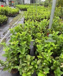 Lô cây giống ổi Nữ Hoàng bộ lá xanh khỏe dày dặn tại Cây Giống Phúc An