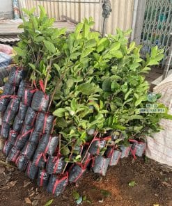 Cây giống ổi Nữ Hoàng xanh tốt rễ đâm xuyên bầu khỏe mạnh được Phúc An chuẩn bị sẵn sàng giao đi xa